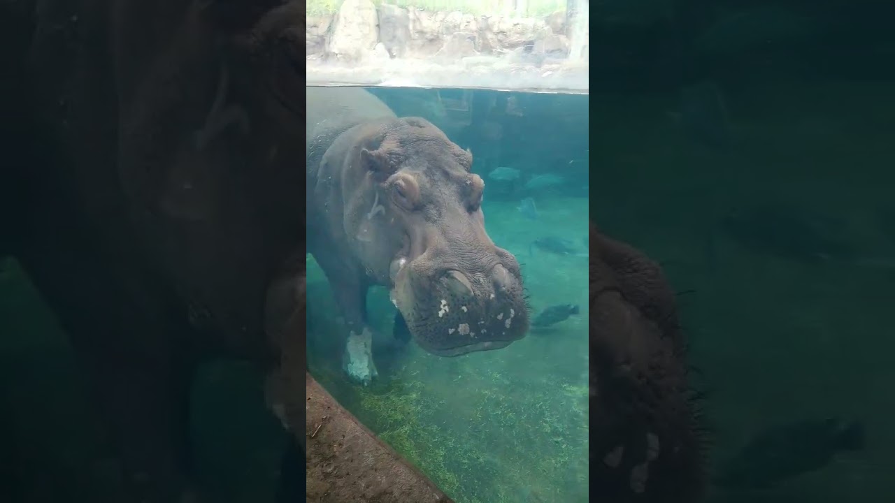 hippo swimming right by the glass at the cincinnati zoo #hippo #cincinnatizoo #africananimals
