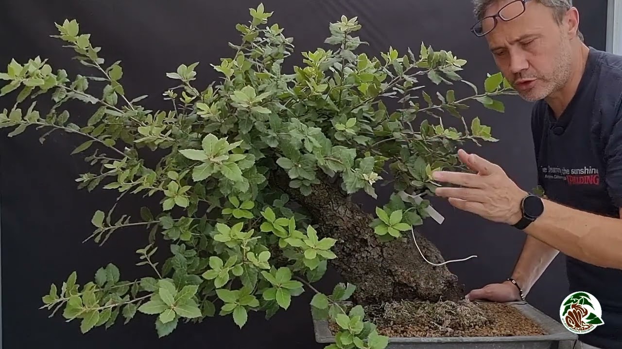 Vi presento il mio leccio, pronto per un futuro da bonsai importante