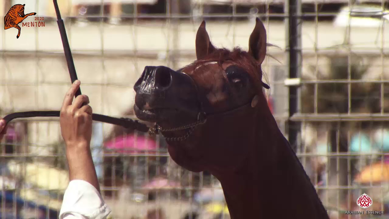 N 94 BERWAZ AL BUSTAN   2020 Menton Mediterranean and Arab Countries Arabian Horse Championship   2