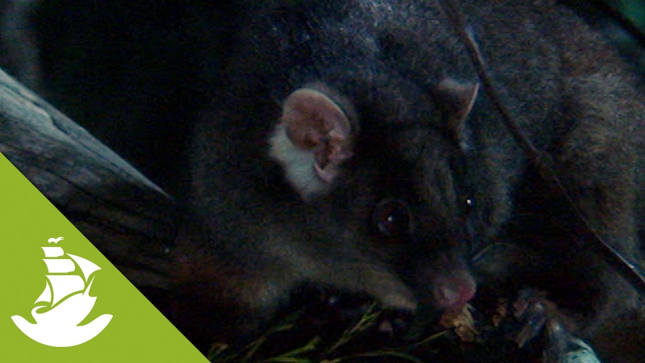 The common ringtail possum