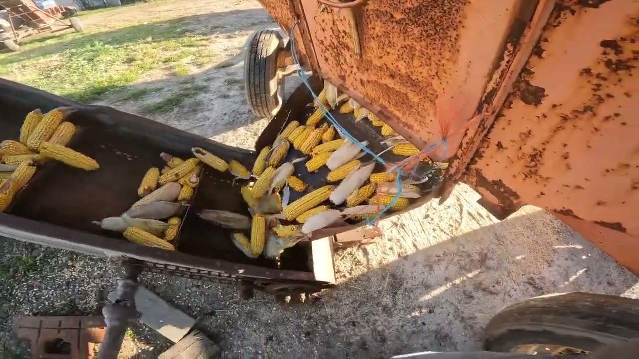 Switching the Elevator Bin From Shelled to Cob Corn