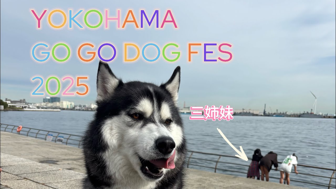 【食べ歩き⁉️】レオがYOKOHAMA GOGO DOG FES 2025に参戦‼️試食天国で大はしゃぎ🐾