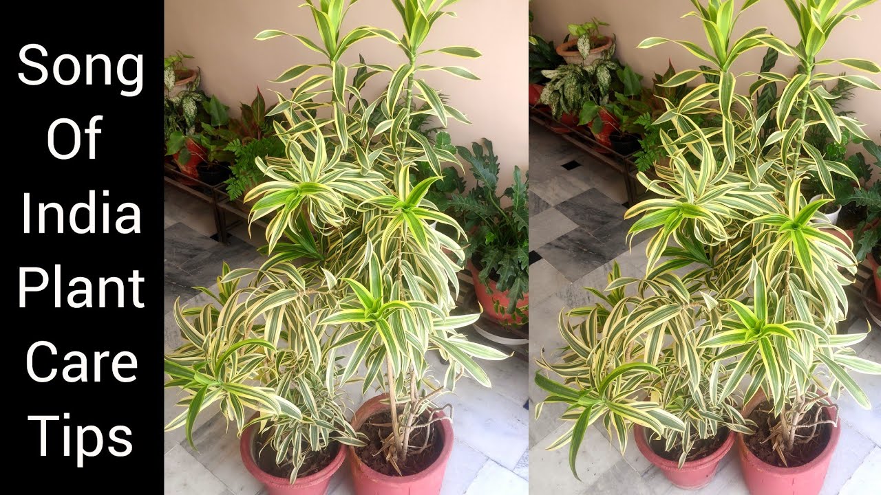 Song of india / Dracaena reflexa plant care, how to make dracaena plant bushy n grow cuttings