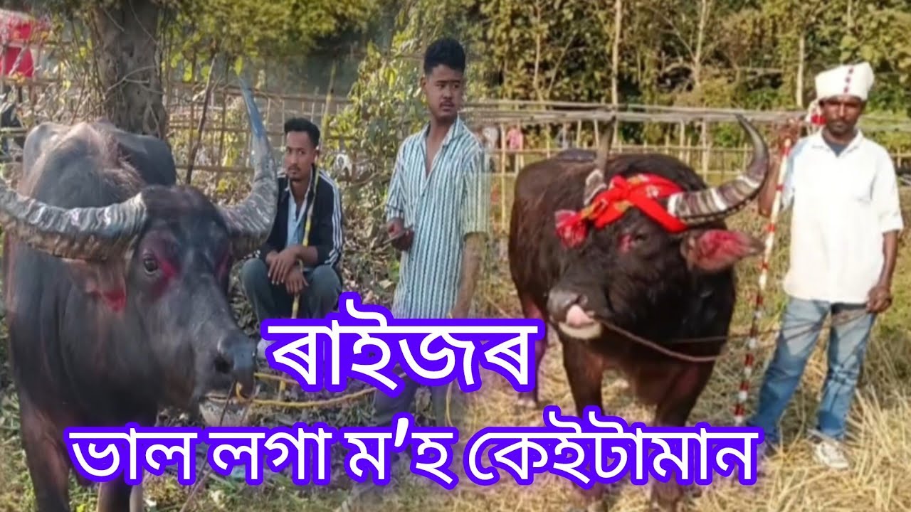  বৰঙাবাৰিত হৈ যোৱা ম'হ যুঁজৰ ডাঙৰ ম'হ কেইটা।।🔥