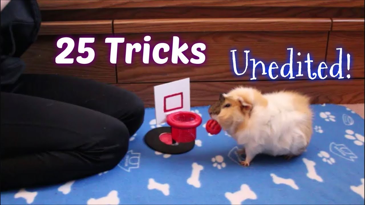 25 Guinea Pig Tricks All At Once