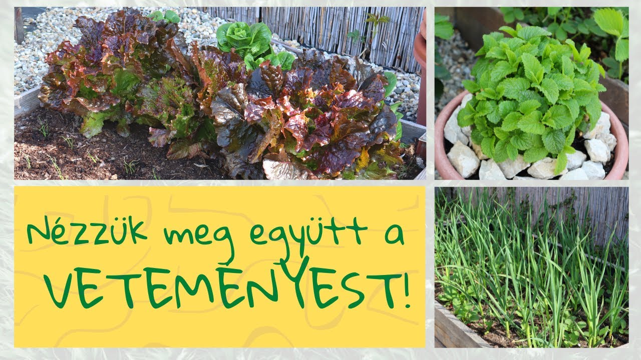 Veteményes körtúra 👩🏼‍🌾 - Nézzük meg, mi terem a zöldségeskertben!