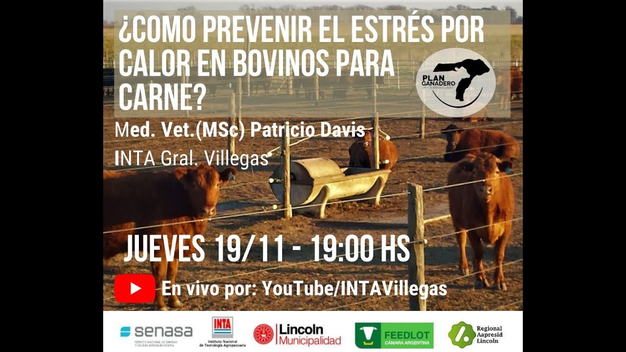 C&oacute;mo prevenir el estr&eacute;s por calor en bovinos para carne