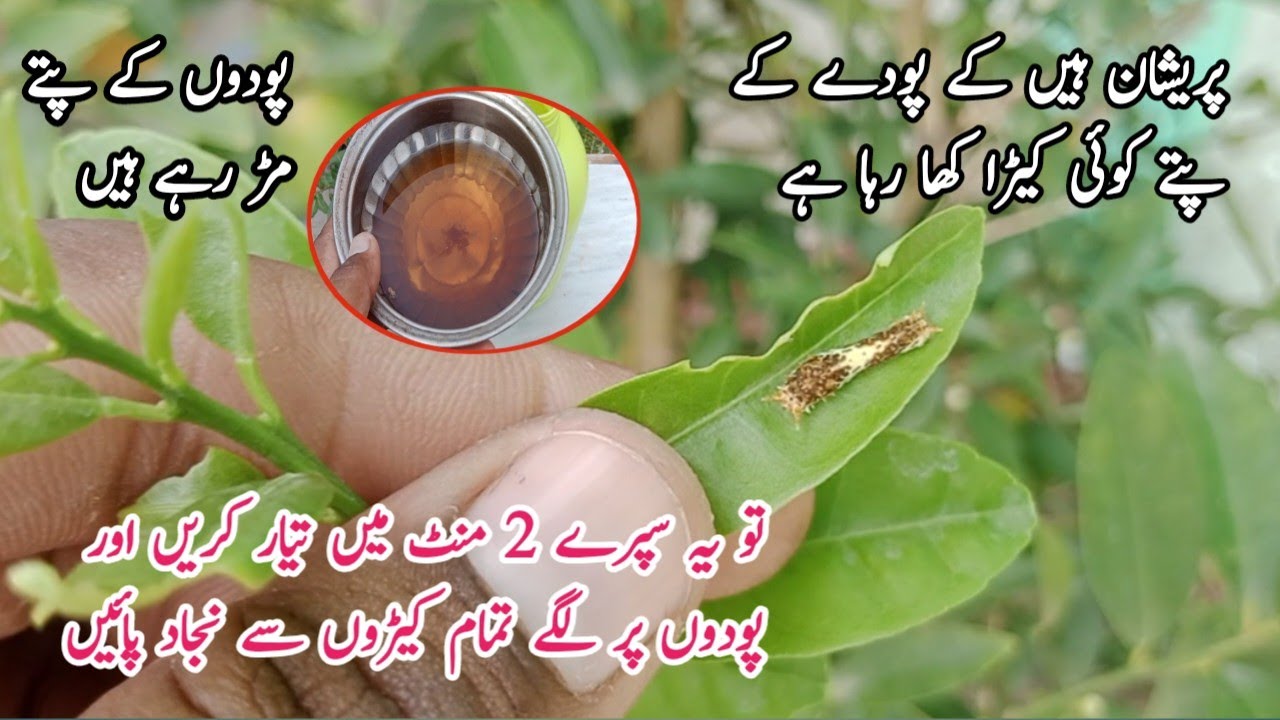 Best homemade orgenic pesticide for all pest.پودوں کے کیڑے مارنے کی دوائی