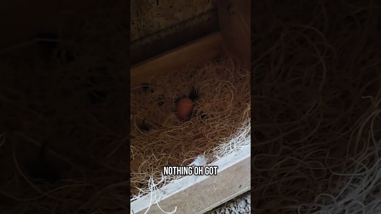 Collect Eggs With Me!