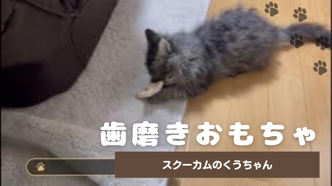【子猫】歯磨きおもちゃ気に入る？