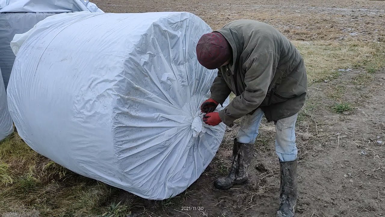 kiszonka w workach kiszonkarskich, otwieramy pierwszy worek.