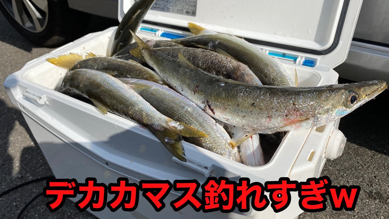 誰にでも簡単に釣れるカマス爆釣方法はコレです。