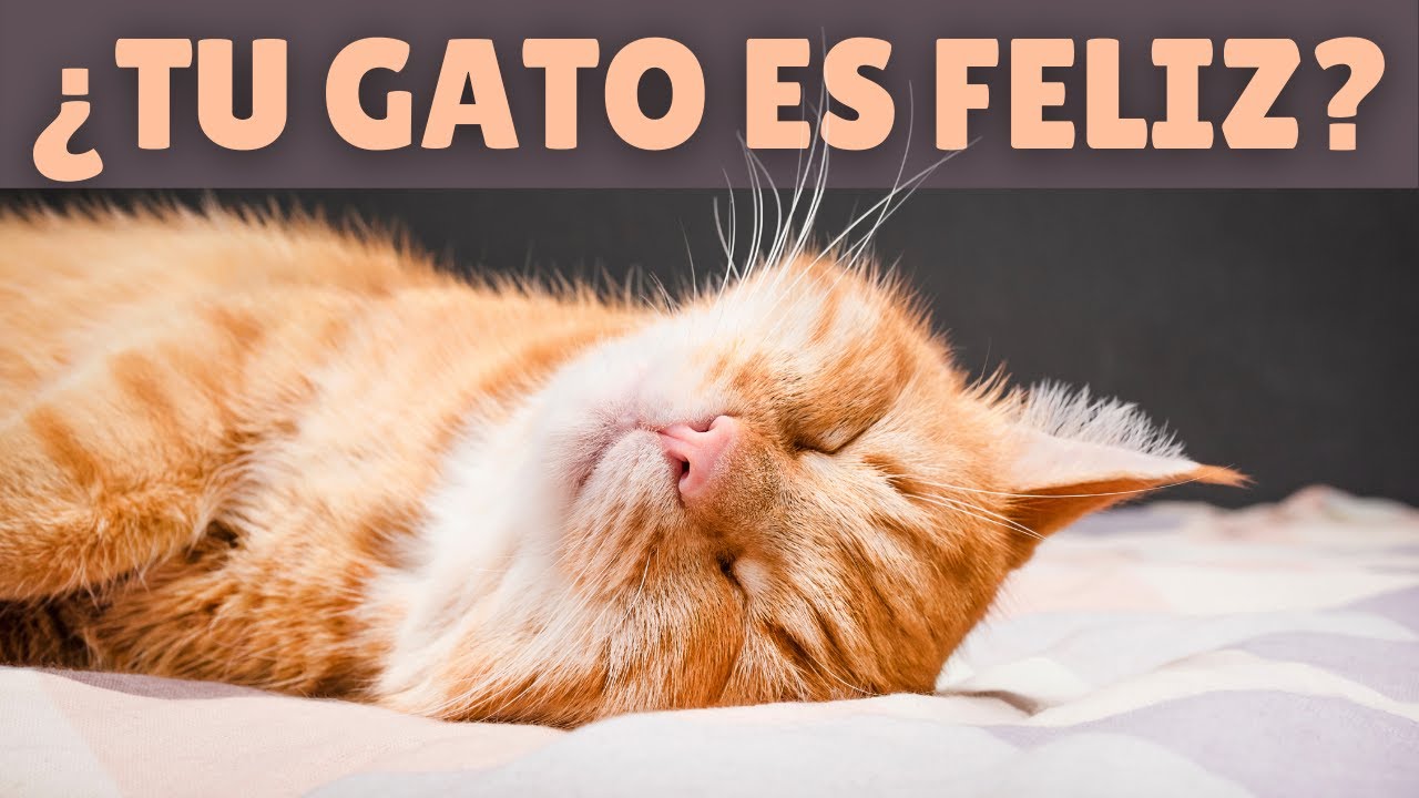 EN QUÉ DEBES FIJARTE para saber si tu gato ES FELIZ 😸