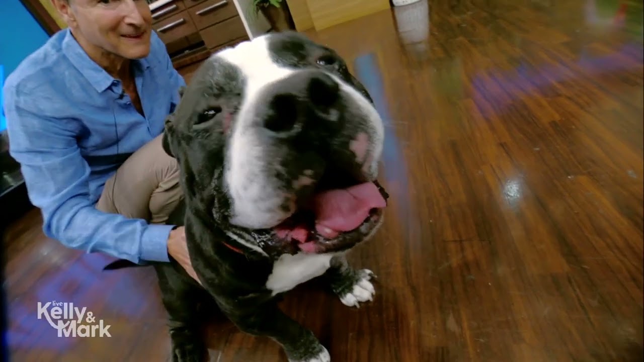 Live's Summer Survival Week: Summer Survival for Pets with Dr. Amy Attas