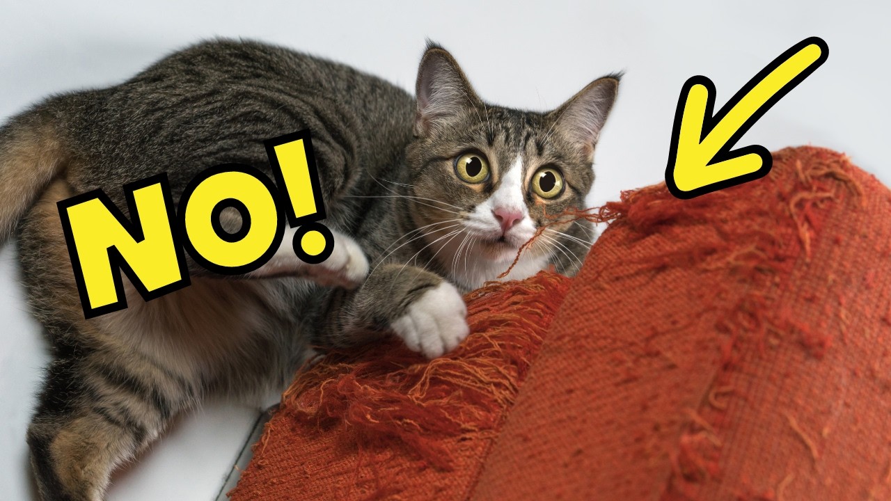 How to Tell Your Cat 'NO' in a Way They Understand