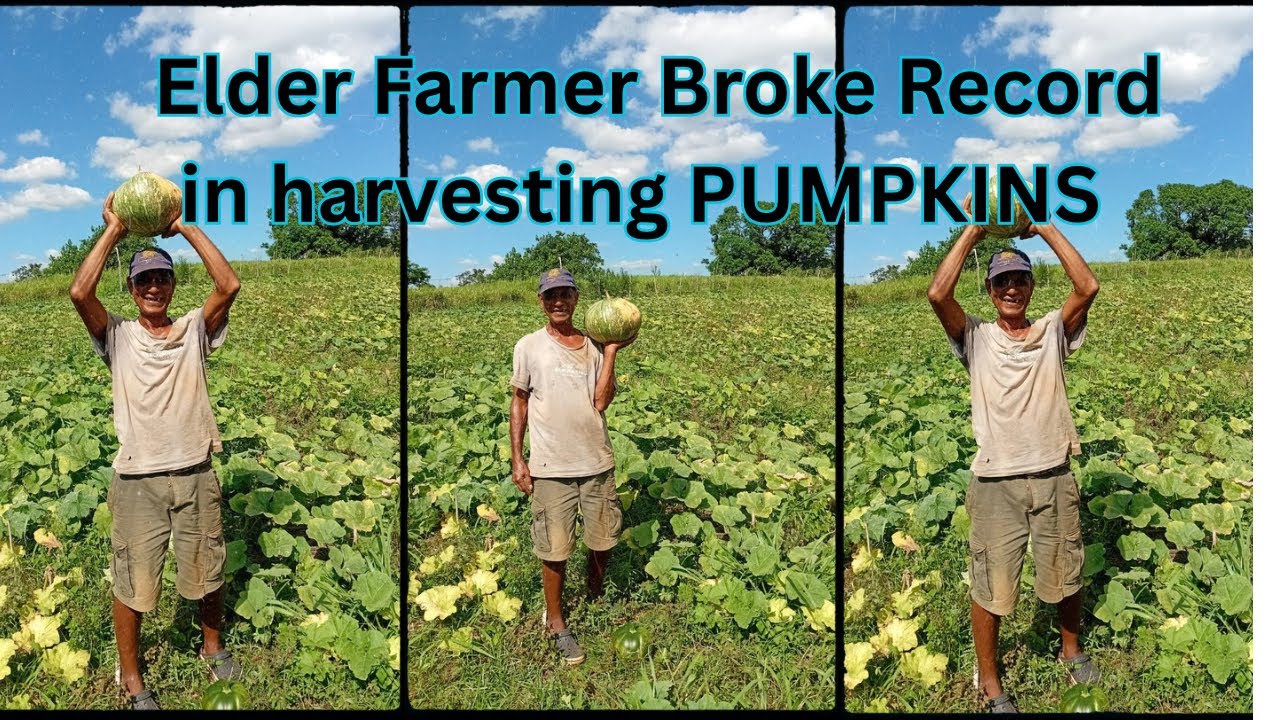   Breaking news !Jamaican Elder Farmer  Break the record in Pumpkin Harvest. 