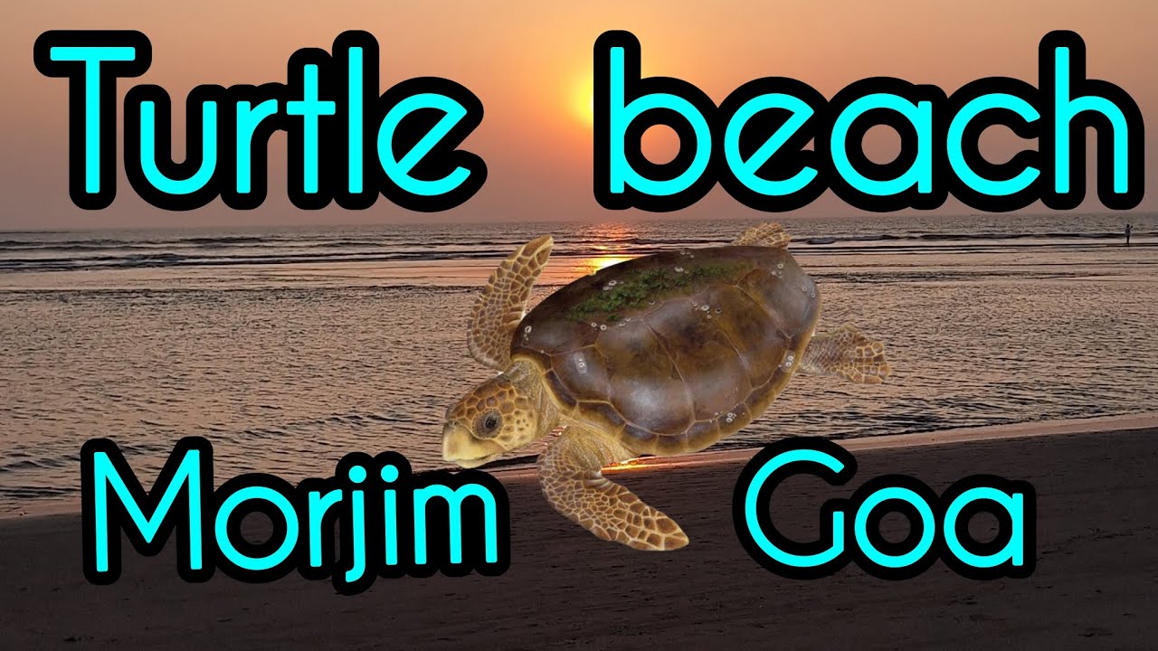 Turtle beach morjim Goa 🐢🐢