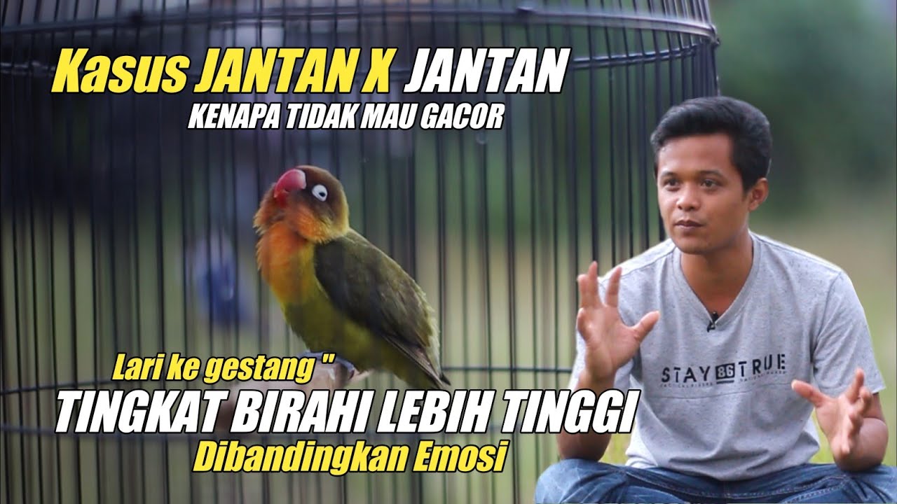 KASUS PROSES KONSLET JANTAN X JANTAN GAGAL GACOR & GESTANG - SPECIAL MELATIH BAHAN KONSLET