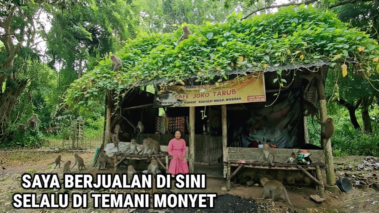 Ngeri !! Kisah Nyata Mbak ida Nekat Buka Warung Ditengah Hutan Setiap Hari Ditemani Monyet Liar