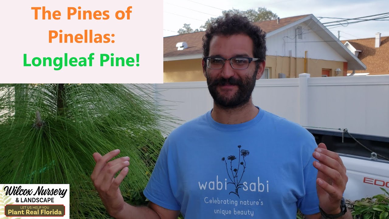 Florida Native Plants: Longleaf Pine