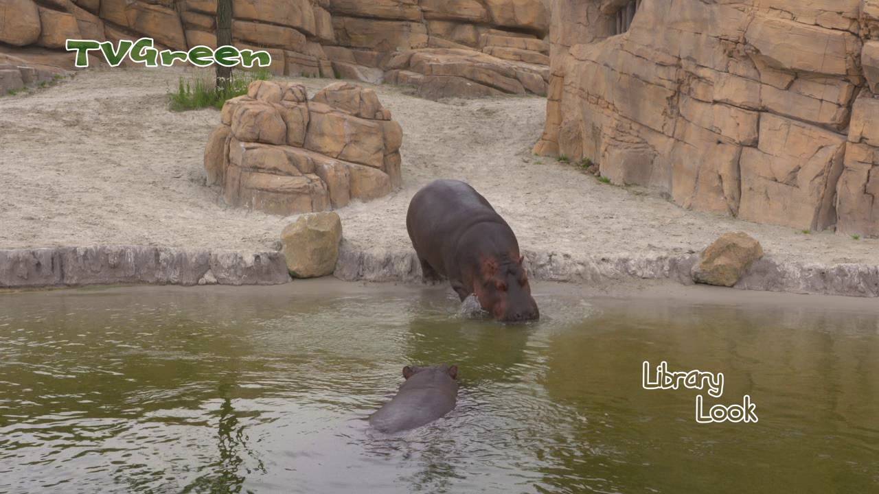 A Day at Wildlands Adventure Zoo Emmen