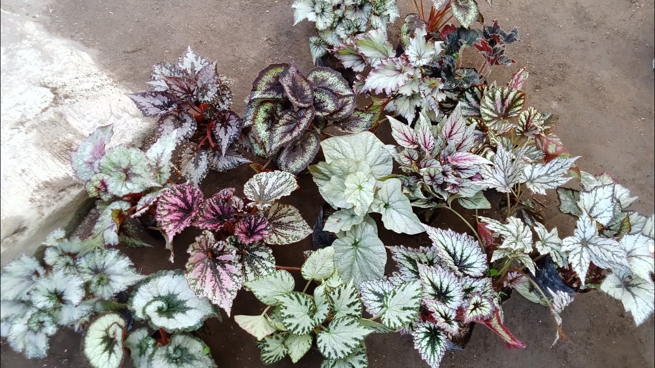 Sale begonia rimbun2