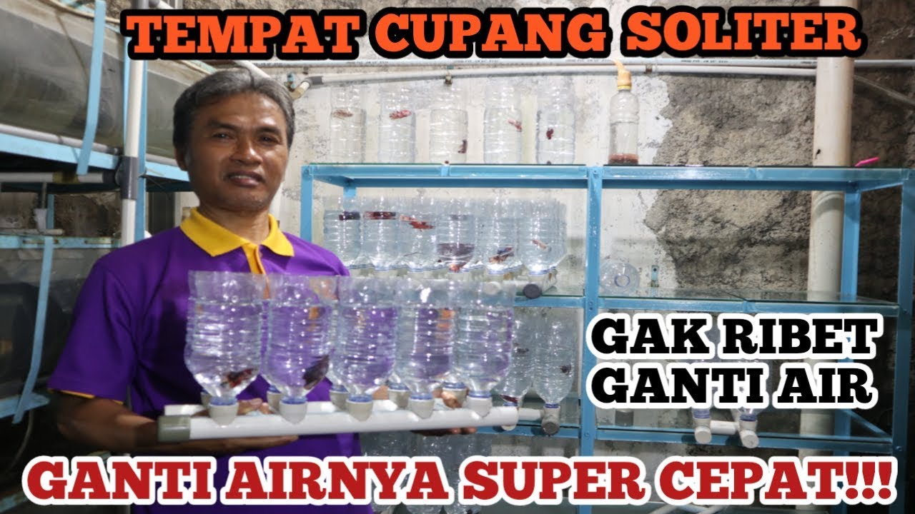 Tempat Ikan Cupang Soliter, Ganti Airnya Super Cepat - Solitary Betta Fish, Change the Water Fast
