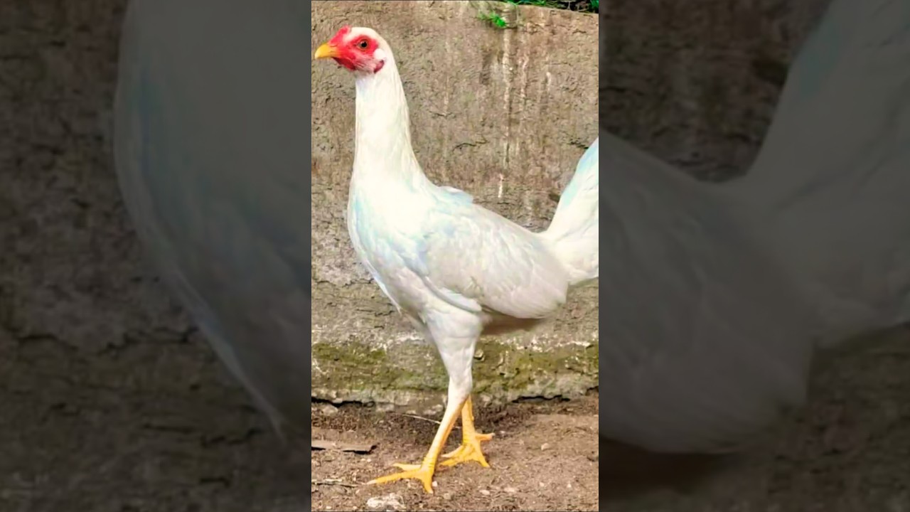 white kelso brood pullet #rooster #chicken #ayam