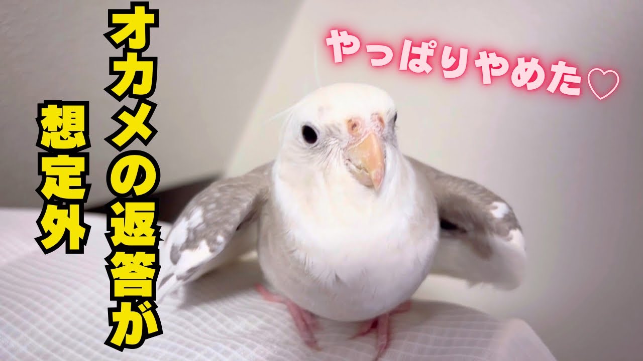 【オカメインコ】お花見誘ったら、まさかの理由で断られたwww