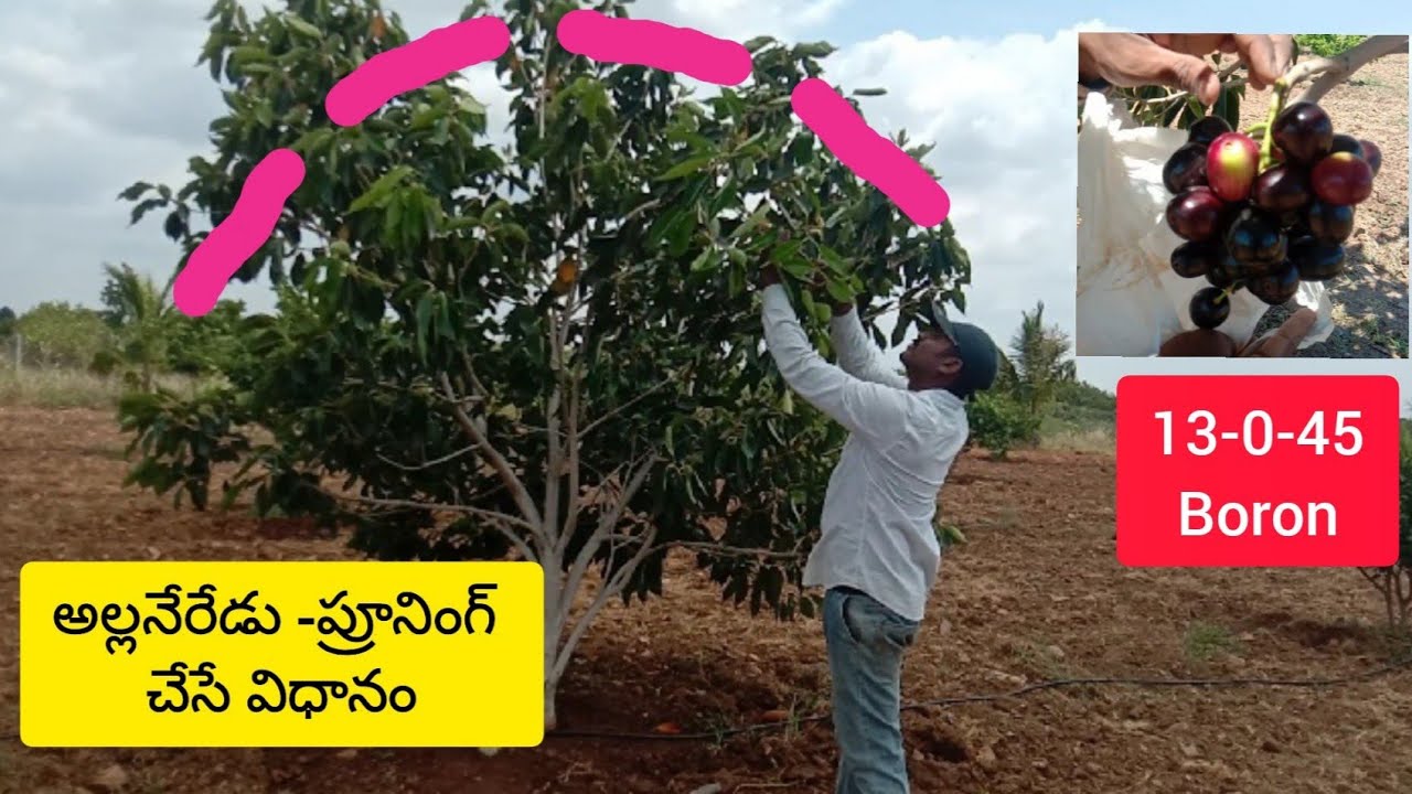 అల్లనేరేడు మొక్కను ప్రూనింగ్ చేసే పద్దతి||Black jamun pruning method.