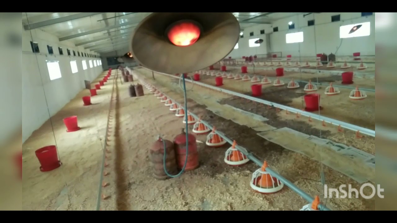 ديمارج استقبال الكتكوت في الضيعة العصرية لتربية الدجاج اللحم. Dimarge  de poulets de viande