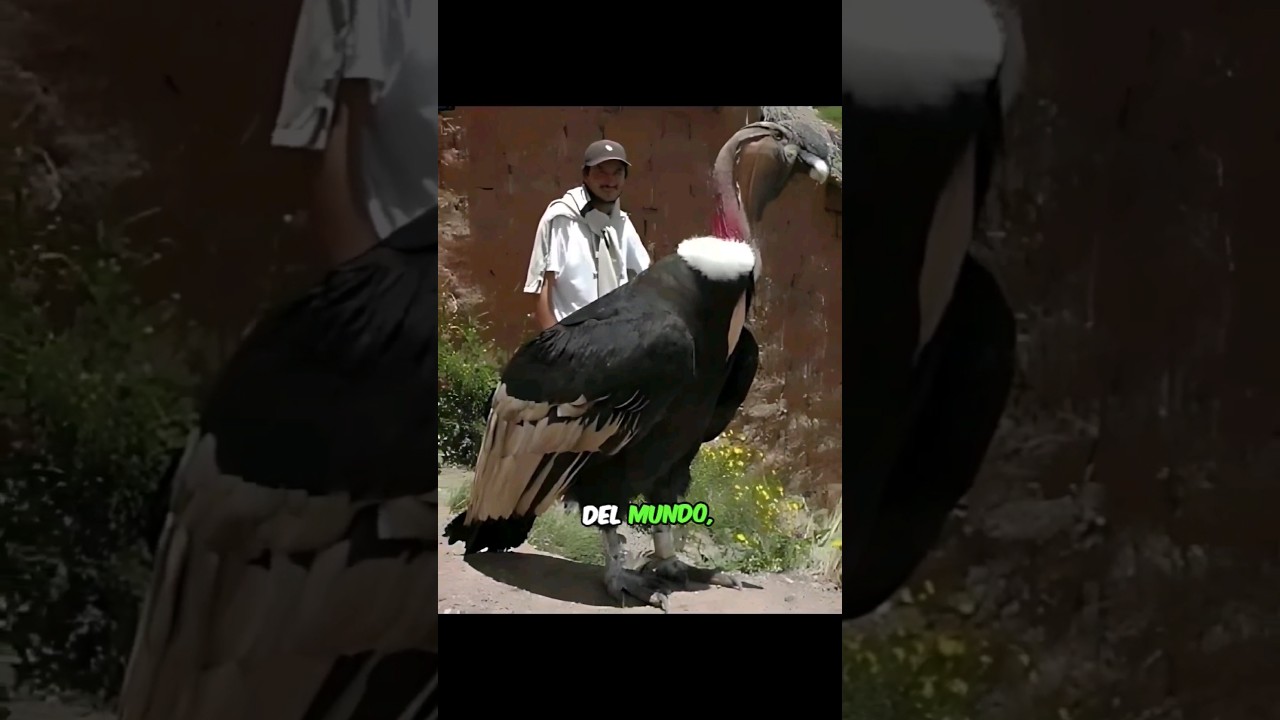 EL MAJESTUOSO CÓNDOR ANDINO 