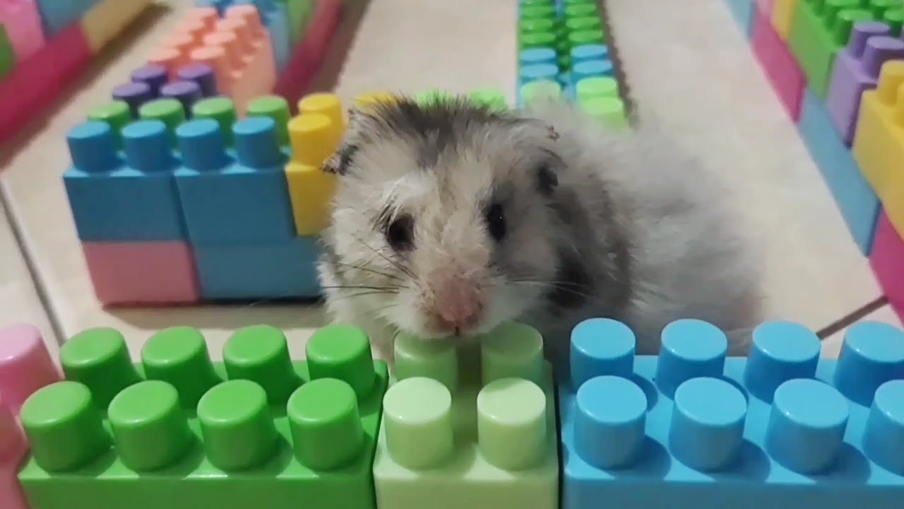 Very cute and awesome hamsters 🐹#hamsters #pets #cute #animals #funny #funnyhamster