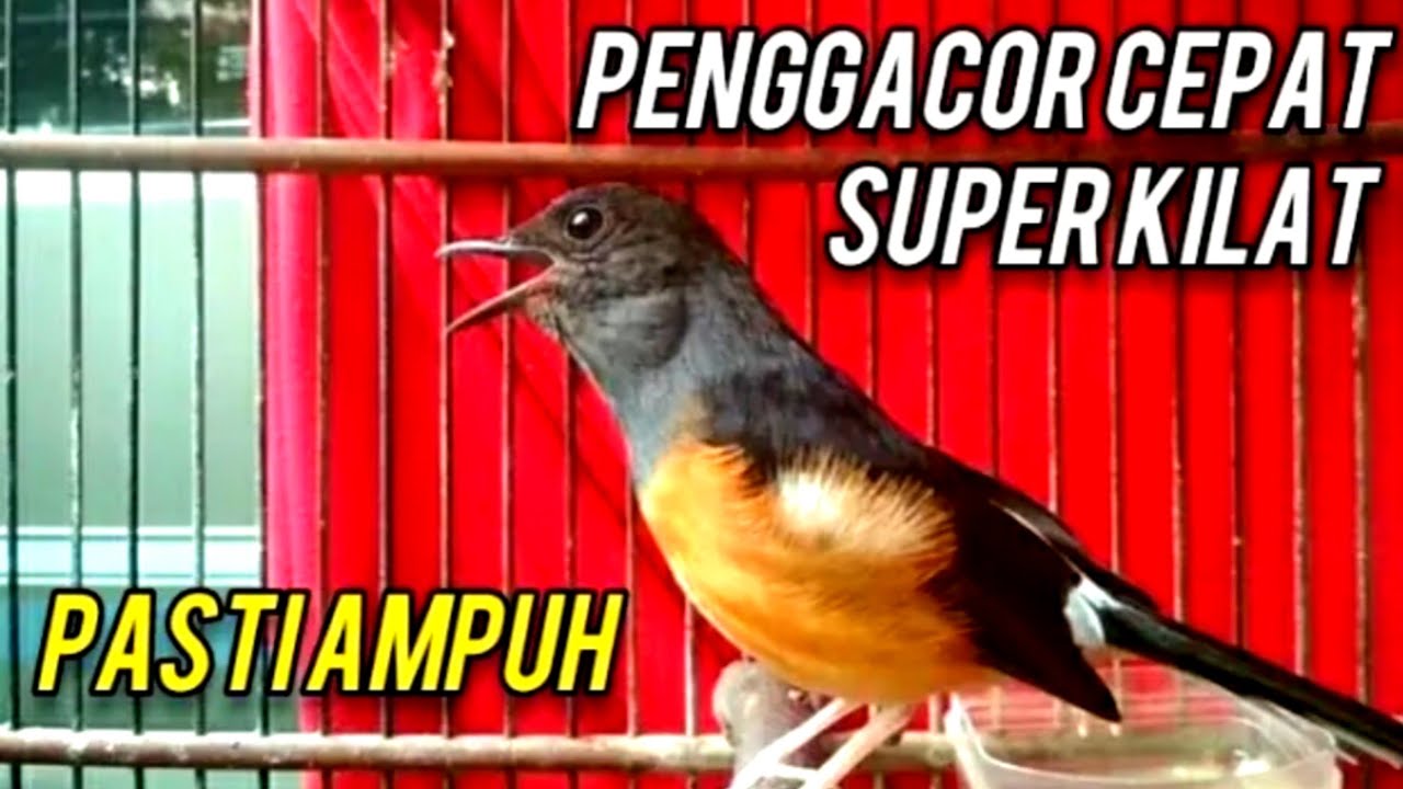 SUARA KRETEKAN dan TEMBAKAN Panjang Murai Batu ini Ampuh memancing EMOSI Lawan Langsung NYAUT