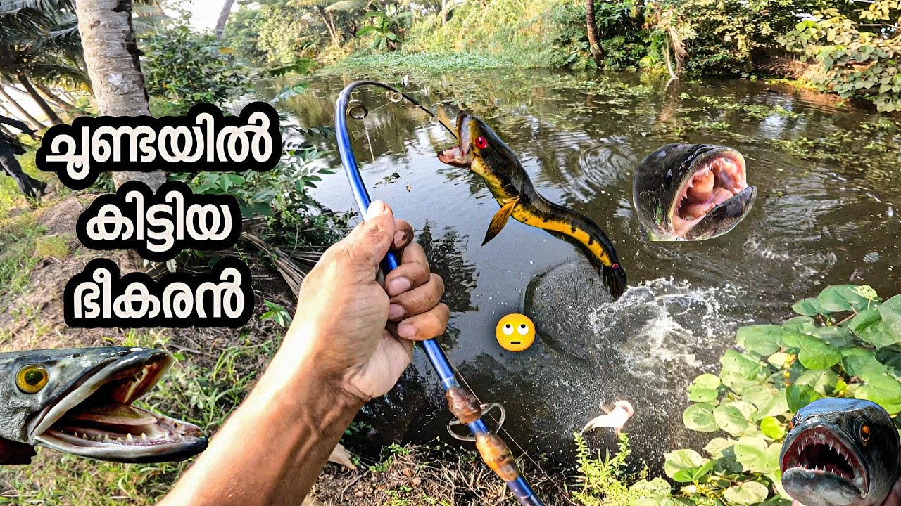 എവിടെ ചൂണ്ട ഇട്ടാലും ഇതാണല്ലോ/#snakeheadfishing 
