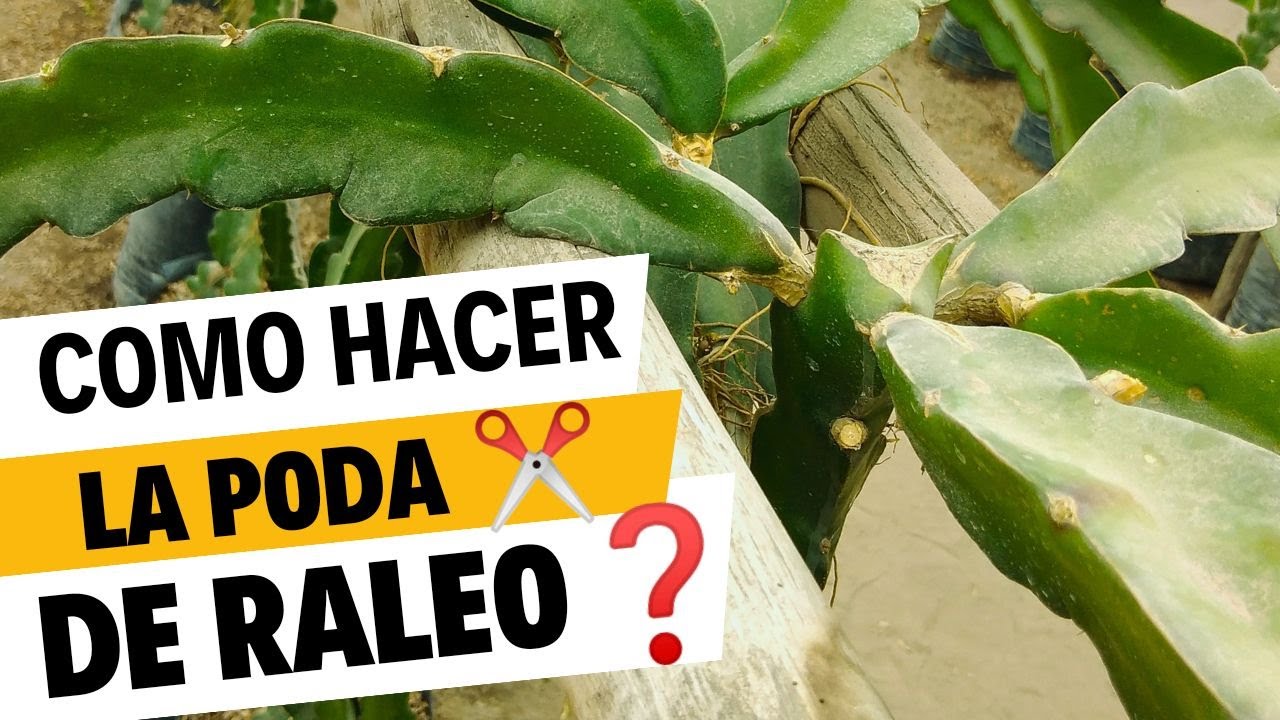 💥💥COMO HACER LA PODA DE RALEO ✂️EN LA DRAGON FRUIT❓🐉🐉
