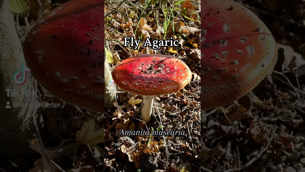 Fly Agaric (Amanita muscaria) 🍄