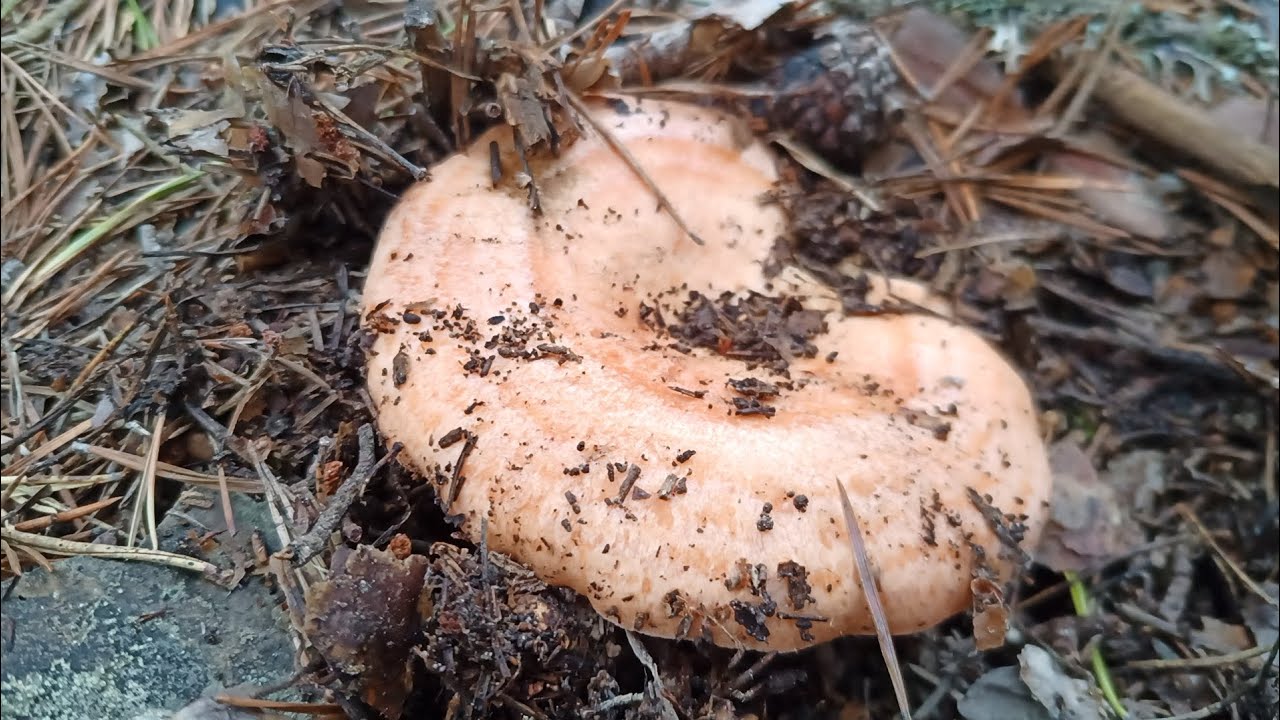 Rebollones y Boletus edulis: La Perfección Existe.❤️🤞 Octubre 2022.