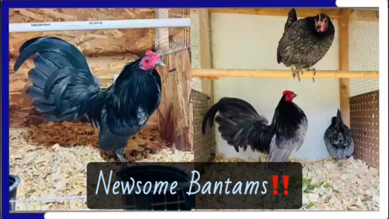 Another trip to Eastern Kentucky to Visit Johnny Newsome’s Old English Game Bantam Set up. 