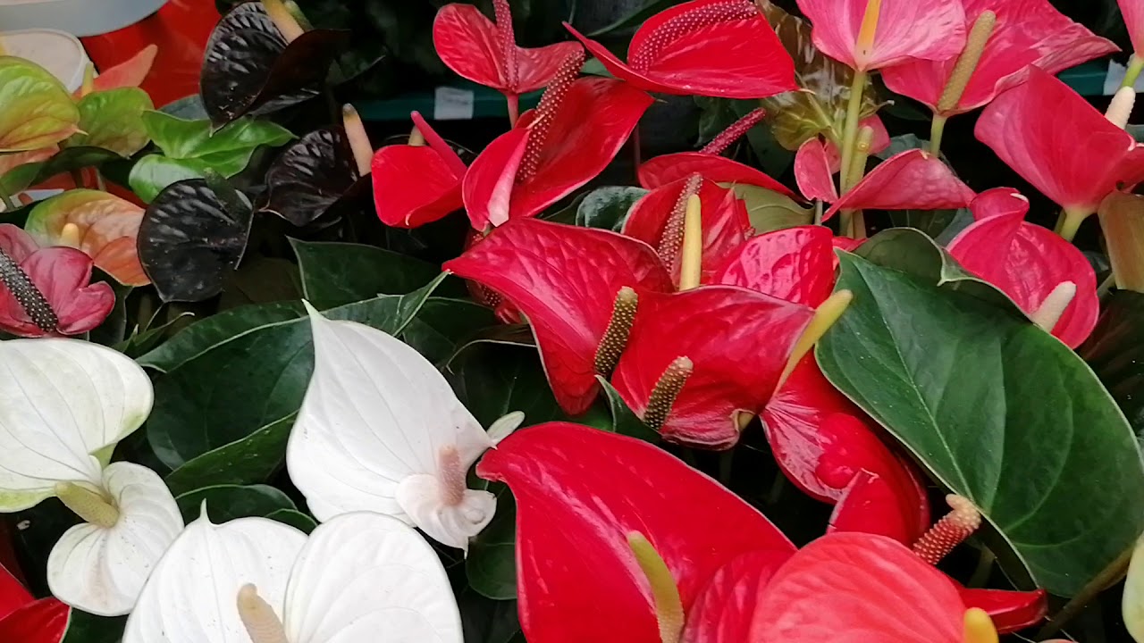 Anthurium andreanum various colors