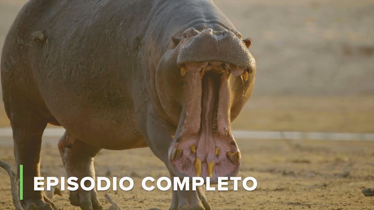 Pesos Pesados Salvajes 🐘 Cuentos de Zambia EP2 🍃 Love Nature