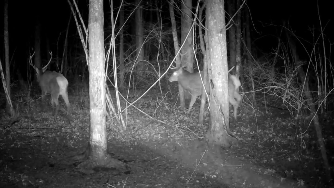 Hiver à Genève: Cerfs, Sangliers, Renards, Buse