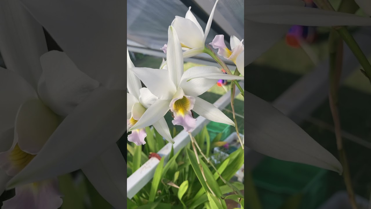 Laelia anceps var. Carnea.