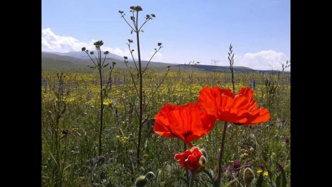 Adına Bağırsak Suyu Derler Akar