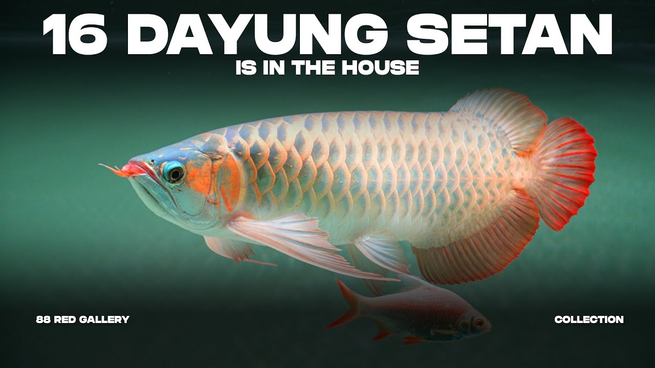 16 DAYUNG SETAN IS IN THE HOUSE - 88 RED GALLERY!!!