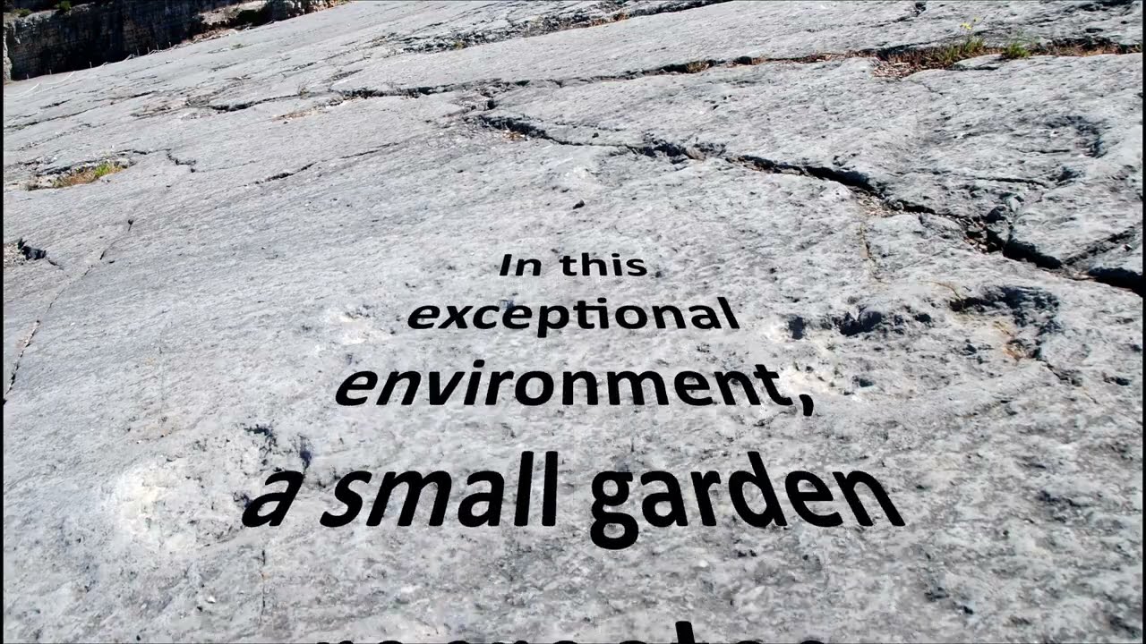 Jurassic Garden