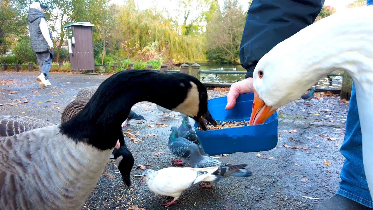 Priory Gardens Wildlife - Orpington 09/11/2023