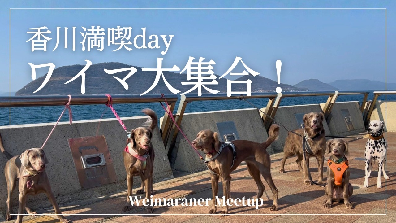 大型犬ワイマラナー大集合｜香川を満喫した1日