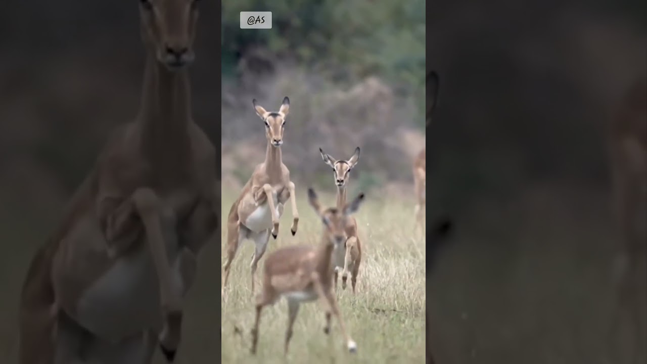 Life of Wild Deer  #action #cuteanimal #shorts #deerlife #trending #foryou