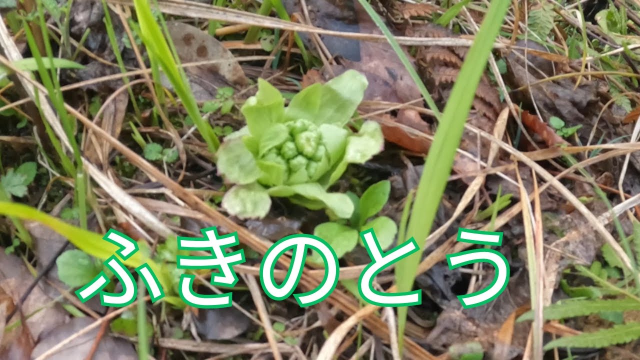 今回は海でも川でもなく一休みし『山』です　　　　　＃ふきのとう＃蕗のとう＃山菜